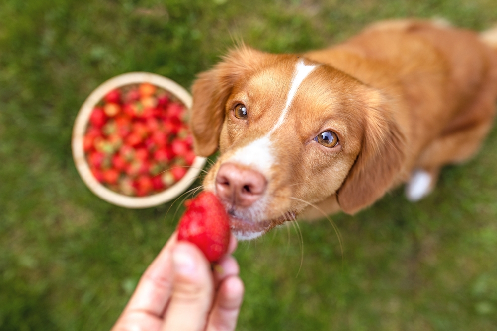 Human's,Hand,Giving,A,Dog,A,Strawberry.,Heathy,Dog,Nutrition
